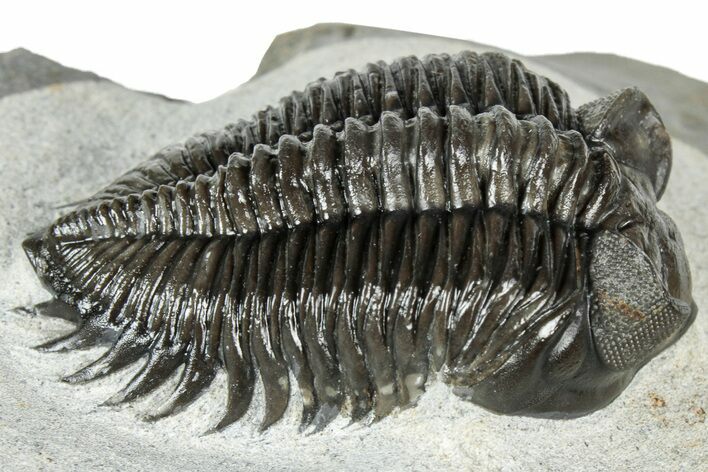 Beautiful Coltraneia Trilobite Fossil - Huge Faceted Eyes #311145